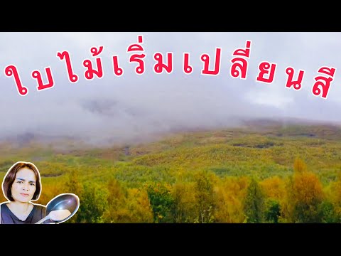 ใบไม้เปลี่ยนสี ชมวิวสองข้างทาง ภาคเหนือของนอร์เวย์ ในวันที่อากาศไม่ดี