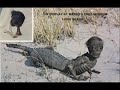 Imagen del vídeo Criptozoologia animal