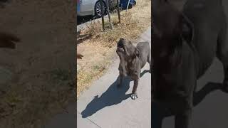 Jasmine Feeding A Pit Bull Dogs