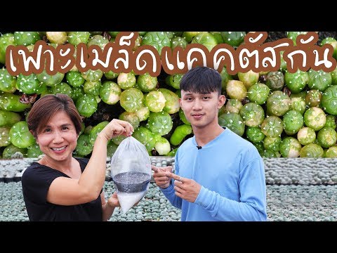 วิธีเพาะเมล็ดแคคตัส Astrophytum | Cactus Journey EP.25