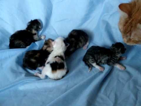 Siberian kittens - silver