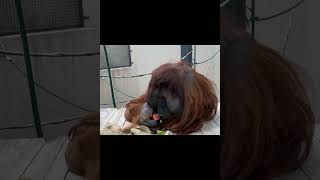 Male Orangutan Eating.
