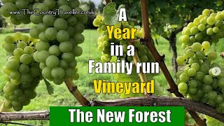 2021 - a year in a family run vineyard in The New Forest #Englishwines
