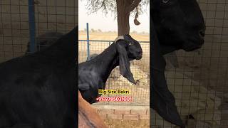 Big Size Beetal Bakri At Jesus Christ Goat Farm