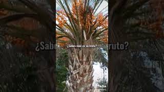 Palmera Datilera