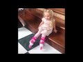 Video Дети Пугачевой и Галкина: Лиза -каратистка и декабрьские музыкальные вечера Video Дети Пугачевой и Галкина: Лиза -каратистка и декабрьские музыкальные вечера