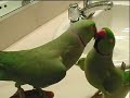 parrot