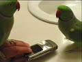 parrot