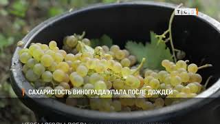 Сахаристость Винограда Упала После Дождей