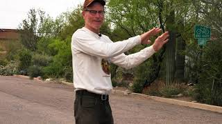 Desert Streetside Rainwater Abundance at 25 years!