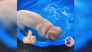 PUPPY TV 🐕 FUNNY DOGS VIDEO COMPILATION #03