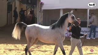 N.257 Anoud Al Magnifiqu - Palestine International Championship 2022 - Mares 4 Years Old B Clas...