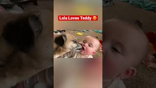 Family Dog Lola Loves Giving Baby Teddy Kisses .