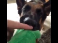 Am I the only one who does this to their dog?? Vine by: SirNelson