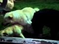 Cani che fanno sesso...