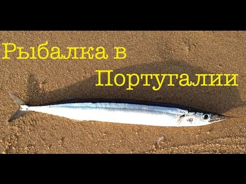 португалия рыбалка океаническая португалия рыбалка океаническая