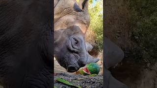 Rhinos Talk With Poop