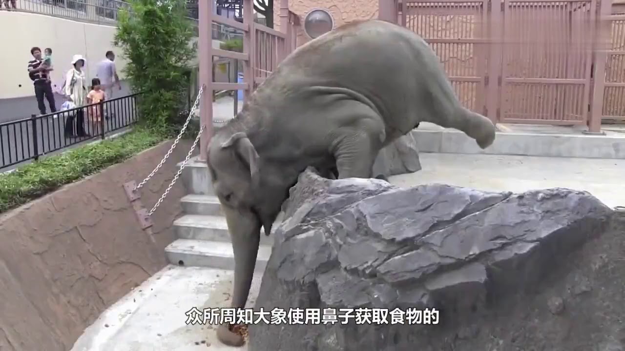 Elephant trunk sucking my dick