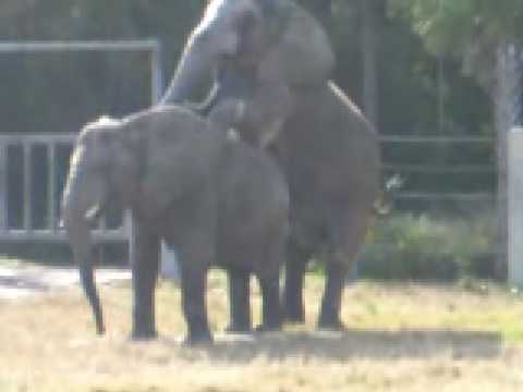 Elephants in Love Elephants In Love. Elephants in Love