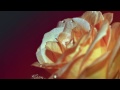 morning rose