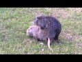 THE ONLY NUTRIA MATING ON YOUTUBE