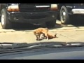 Perrito Se Muere Follando (Chingando) (Www.Rabiamusical.coM)