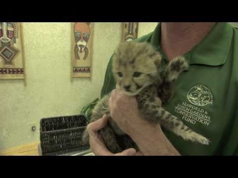 Baby Cheetah Cub To Become Part Of Busch Gardens Cheetah | baby cheetah cub to become part of busch gardens cheetah Baby Cheetah Cub To Become Part Of Busch Gardens Cheetah | baby cheetah cub to become part of busch gardens cheetah