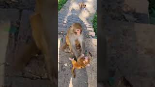 Big Monkey Pushed The Baby Monkey Off The Cliff