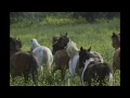 view Wild Horses Run