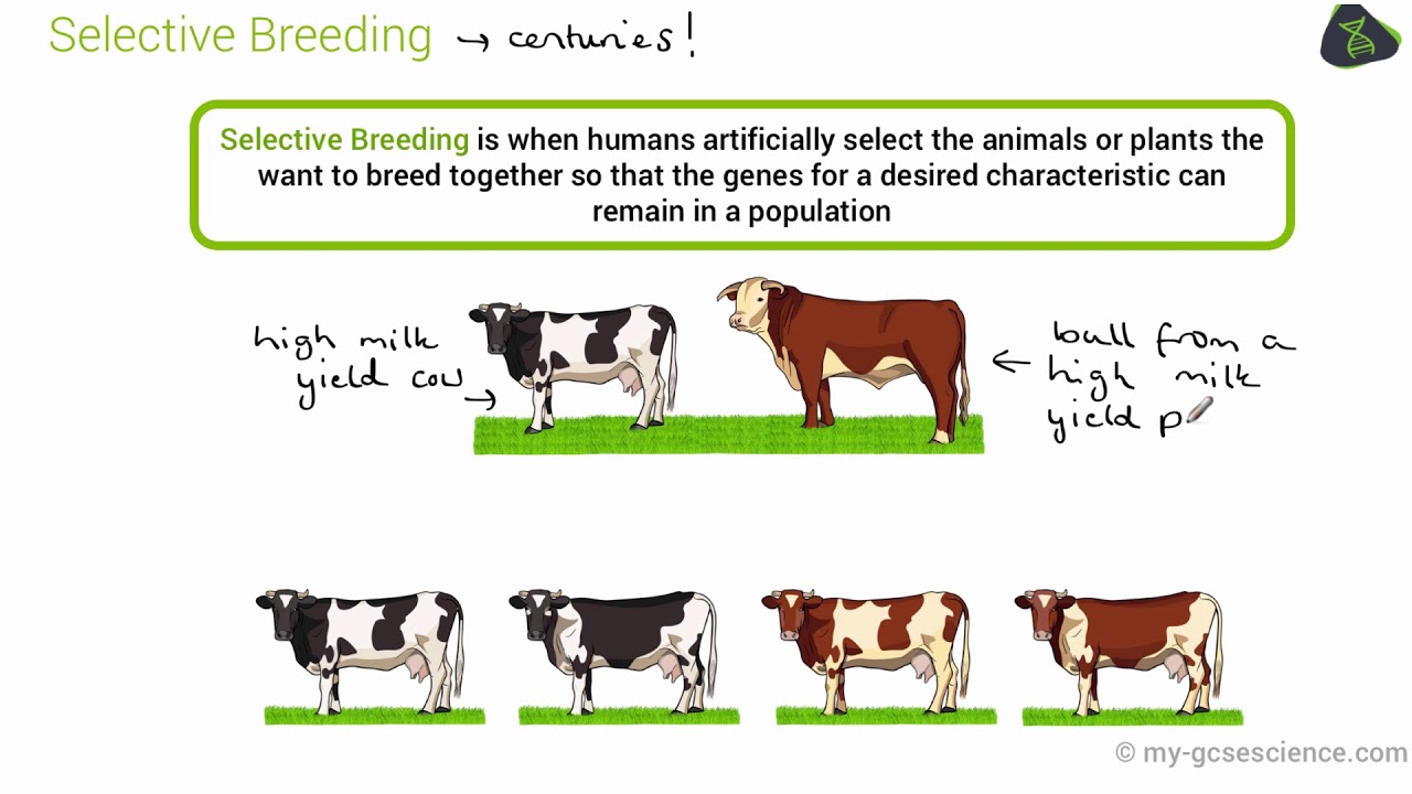 Breeding farm uncensored guide part