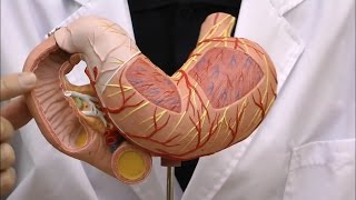 胃，3分解モデル，十二指腸・膵臓付：動画