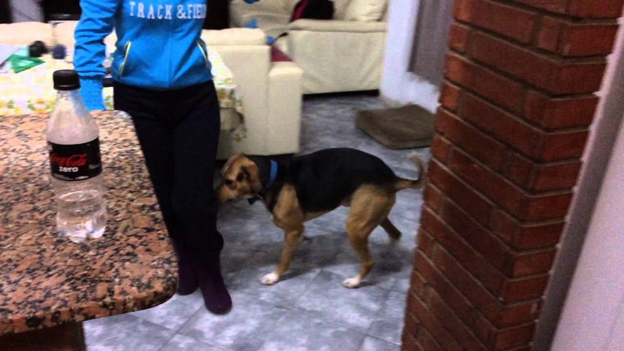 Dog humping the air and loving it - YouTube
