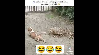 Zaten Küsmes Ya Kanka Boş Ver