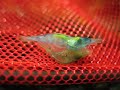 mating blue pearl shrimp