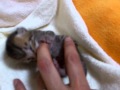 保護した子猫3日目