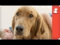 Family finds comfort in service dog - Healing Power of Pets