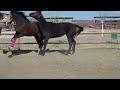 HOT Animal - Animal Mating - Funny Video New 2015 Part 013