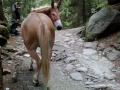 Animali in montagna (Asino, Cavallo e Mulo)
