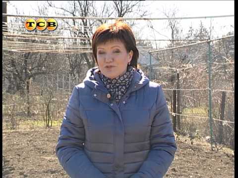 Земляника садовая посадка сроки Земляника садовая посадка сроки