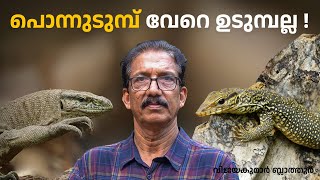 ഉടമപ ജവത ഉടമപൻ കഞഞണ പനനടമപ Can We Use Bengal Monitor Lizards To Climb Walls?