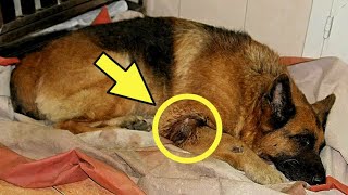 Раненого пса бросили умирать в приюте. Только посмотрите, что произошло!