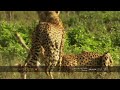Cheetahs