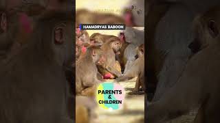 Hamadryas Baboon Children Baby Parenting Primates Parents Animals Fact