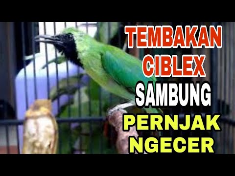 CUCAK IJO GACOR |ISIAN TEMBAKANCIBLEK SAMBUNG PRENJAK NGECERR
