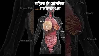 Internal Part Of Female Bodyfemale Body Partsfemale Reproductive System