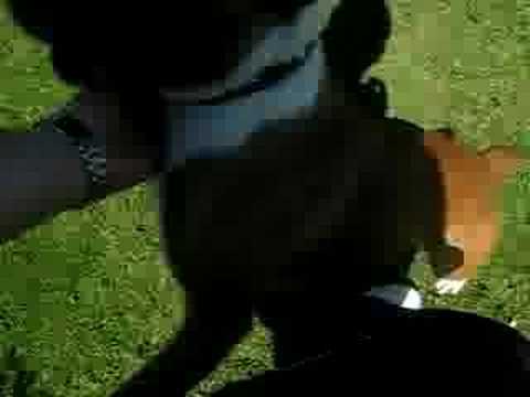 Boxer Dog Attacks