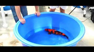 Select Koi Ranch Grand Opening