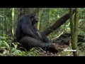Chimpanzee - Oscar's Chimp Diaries Part 6 | HD