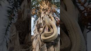 Big Cobra Snake Is Spotted On The Oil Palm Tree