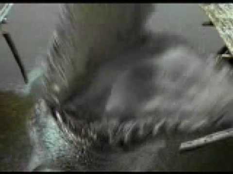 驚世巨鱷２ (Crocodile II：Deathrow)電影預告
